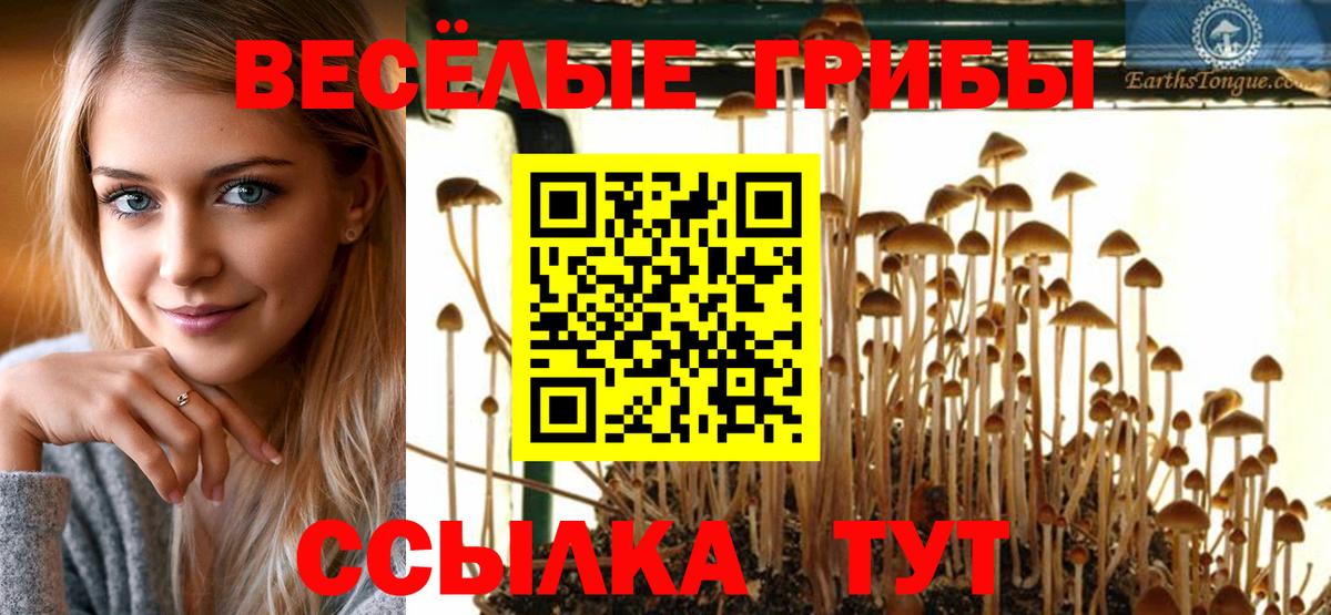 Галлюциногенные грибы Psilocybe Камышин